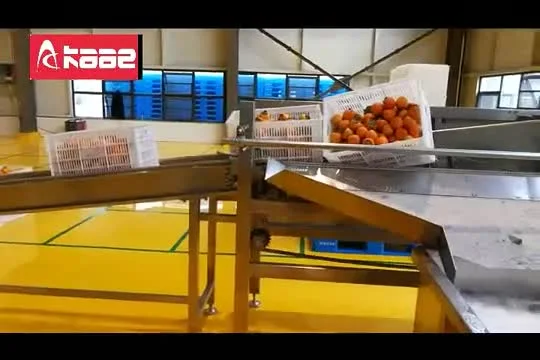 Linea commerciale di lavorazione della frutta in acciaio inossidabile per cachi, frutto della passione, arancia, mela, linea di selezione per la pulizia e l'essiccazione all'aria