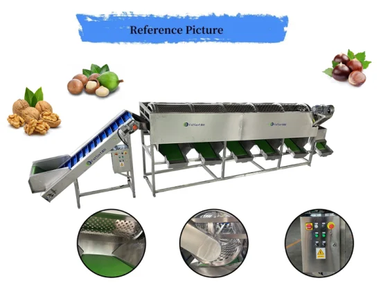 Selezionatrice per noci di macadamia Selezionatrice per noci Selezionatrice per noci di macadamia Selezionatrice per noci Attrezzatura per la lavorazione delle noci Selezionatrice per castagne Selezionatrice per castagne